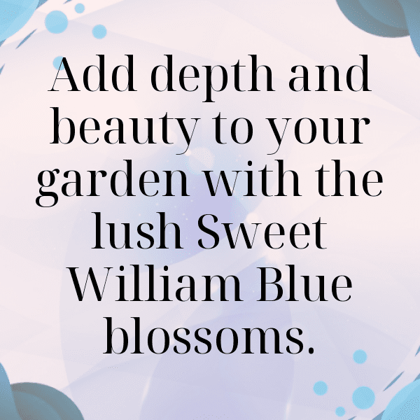 Sweet William Captions Image For Instagram-Kvx3sL