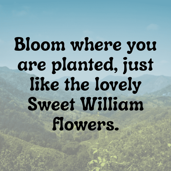 Sweet William Captions Image For Instagram-zilaM8