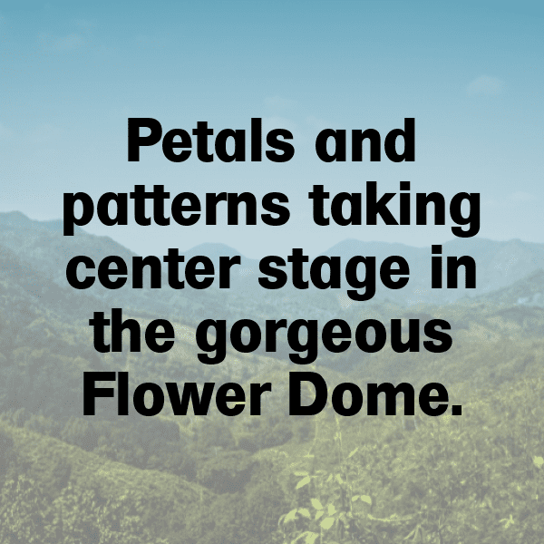 Sweet William Captions Photo For Instagram-6NoR2t