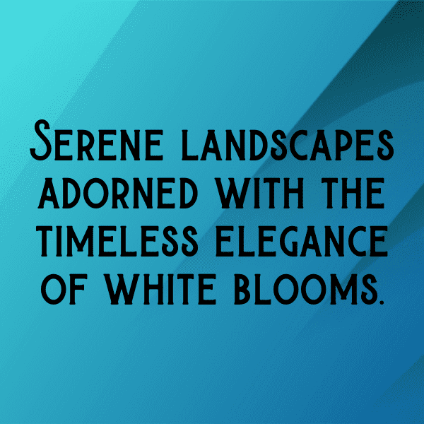 Sweet William Captions Photo For Instagram-tIyFyR