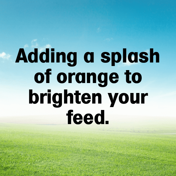 Tangerine Tomato Captions Image For Instagram-v3tUll