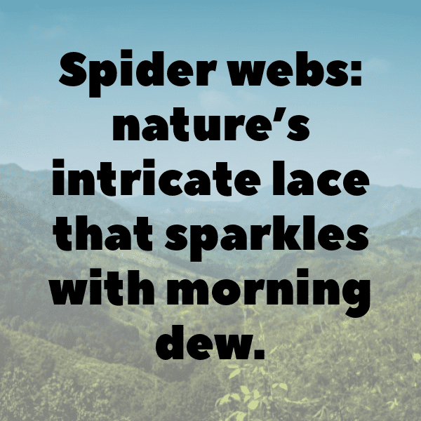 Tarantula Captions Photo For Instagram-zGbZPn