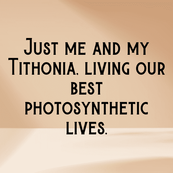 Tithonia Captions Image For Instagram-iBjp4C