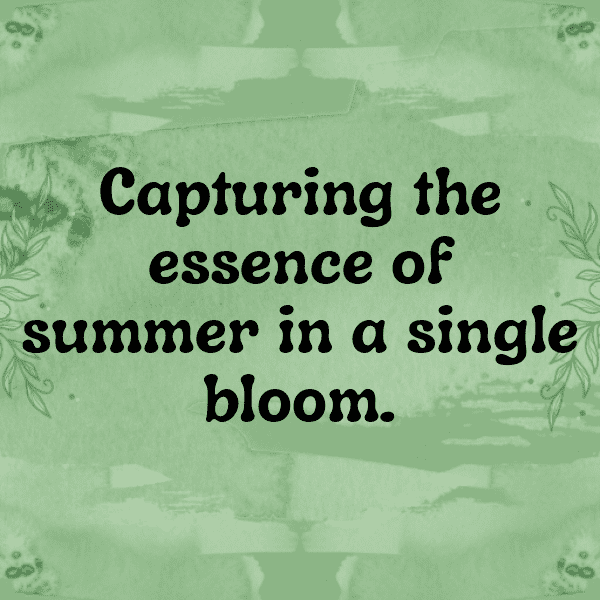 Tithonia Captions Photo For Instagram-DUWFO6