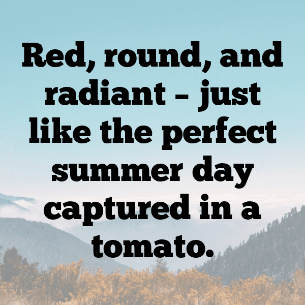 Tomato Captions Image For Instagram-6f77vg