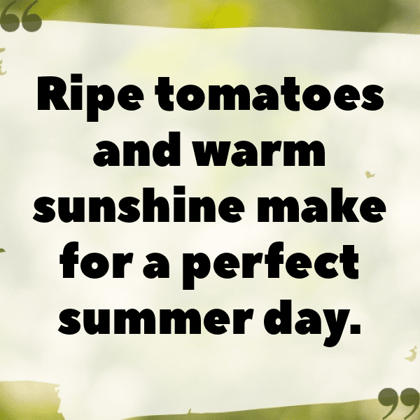 Tomato Captions Image For Instagram-swYHMG