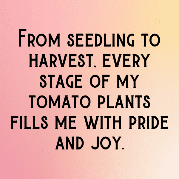 Tomato Captions Photo For Instagram-tsRhW8