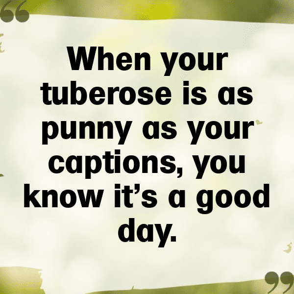 Tuberose Captions Image For Instagram-fCrwsn