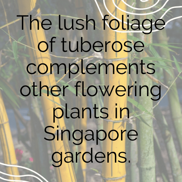 Tuberose Captions Image For Instagram-hQaHeb