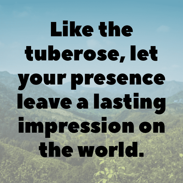 Tuberose Captions Image For Instagram-rHRAad