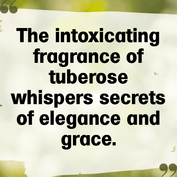 Tuberose Captions Image For Instagram-V9epco