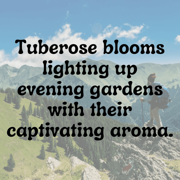 Tuberose Captions Image For Instagram-YeOqQY