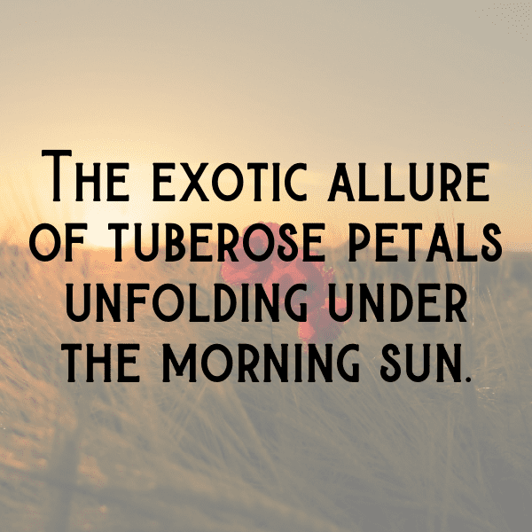 Tuberose Captions Photo For Instagram-RdM2F7