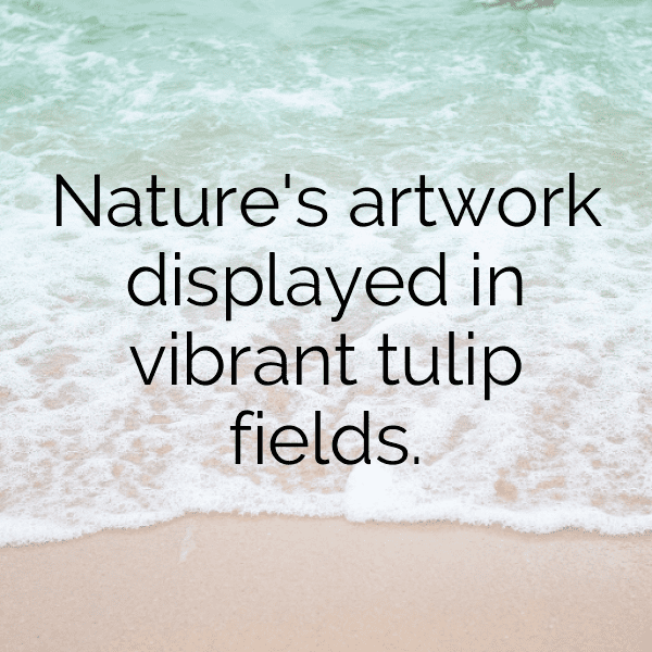 Tulip Captions Image For Instagram-HDtTBZ