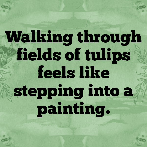 Tulip Captions Photo For Instagram-vDNQiX