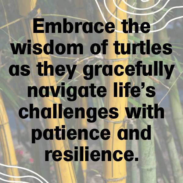 Turtle Captions Image For Instagram-iCHYXE