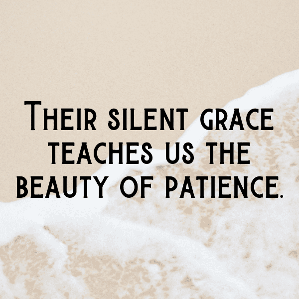 Turtle Captions Photo For Instagram-ftJcic