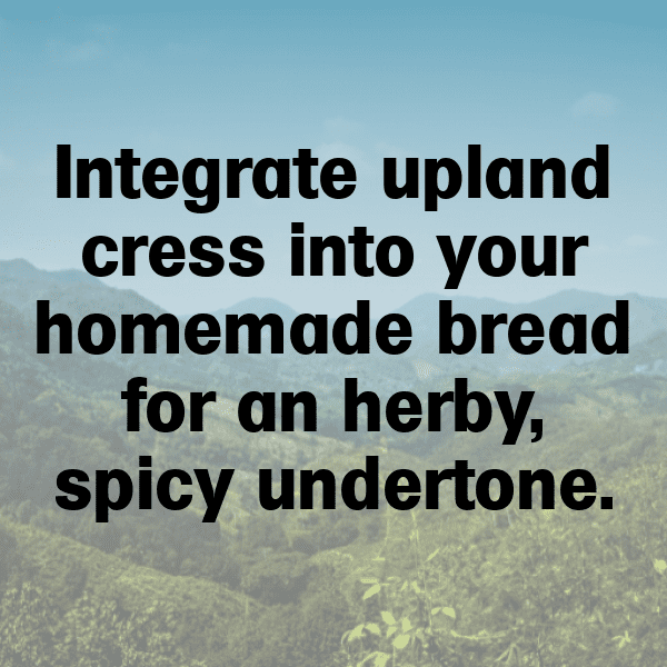 Upland Cress Captions Image For Instagram-6f4OEN