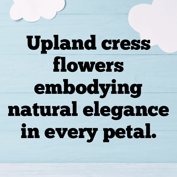 Upland Cress Captions Photo For Instagram-W97Eac