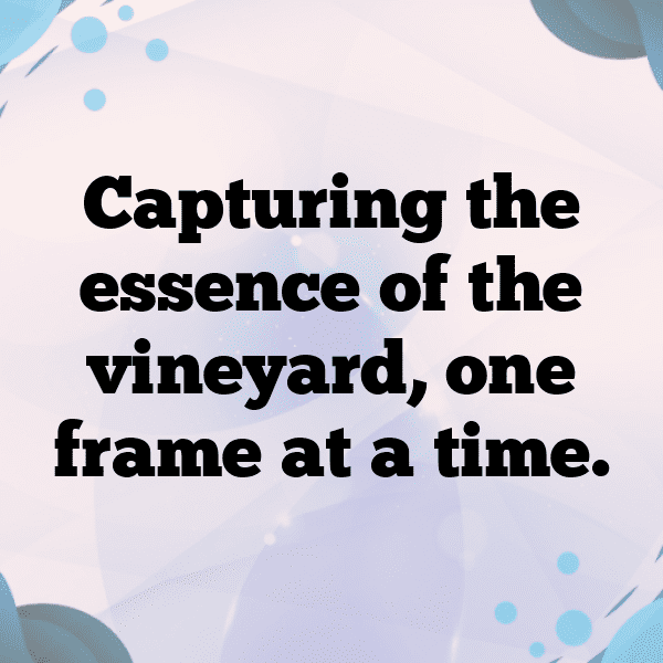 Vineyard Walk Captions Photo for Instagram-mWXnTt