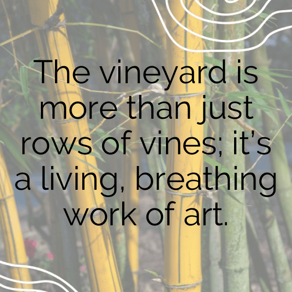 Vineyard Walk Captions Photo for Instagram-sEzEoa