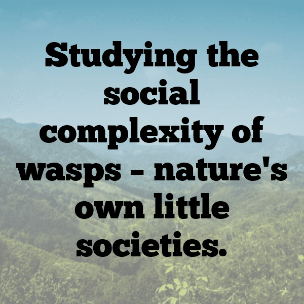 Wasp Captions Photo For Instagram-1mS36Q