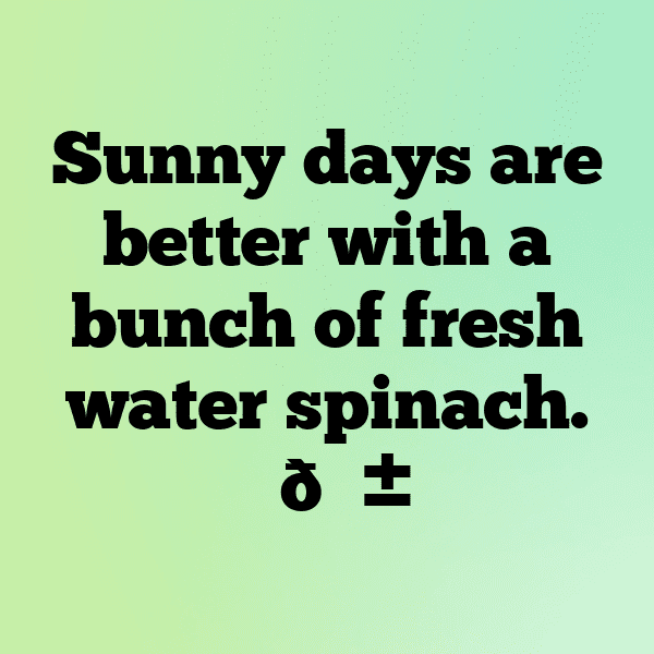 Water Spinach Captions Image For Instagram-WjveAU