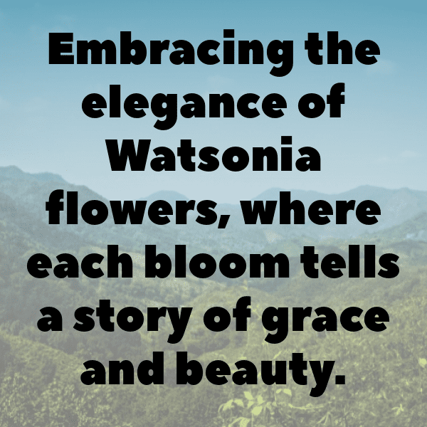 Watsonia Captions Photo For Instagram-dxA93i