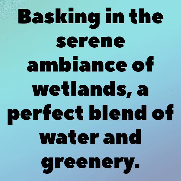 Wetland Captions Image for Instagram-bSfQS2