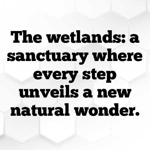 Wetland Captions Image for Instagram-WQFBGZ