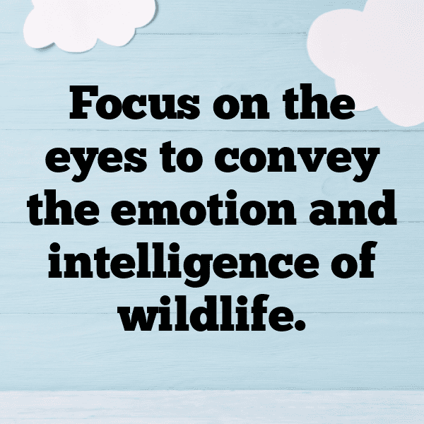 Wildlife Encounter Captions Image for Instagram-RNyL8Y