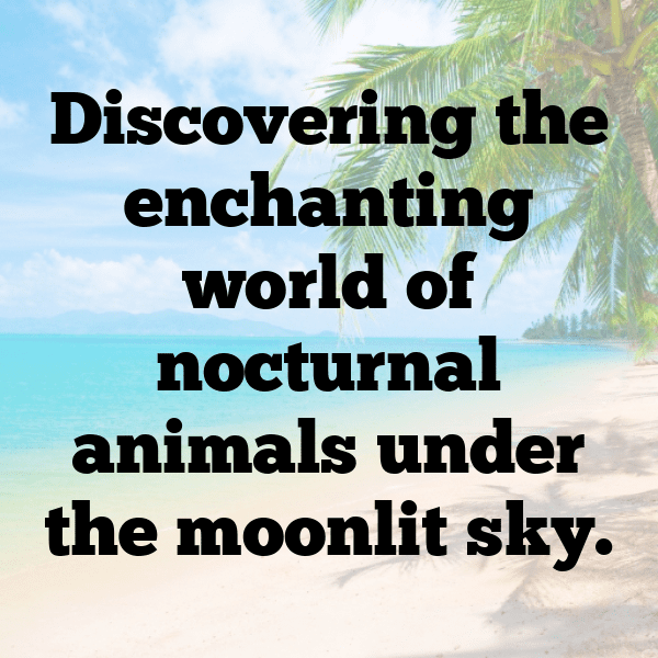 Wildlife Encounter Captions Photo for Instagram-VJoMOr