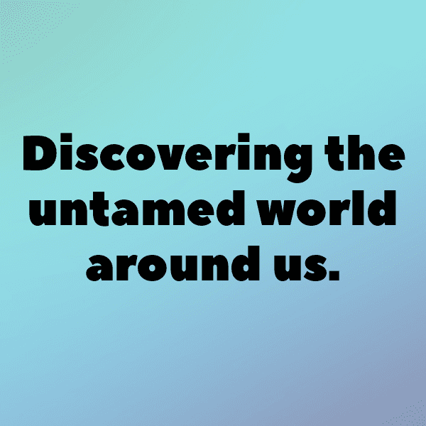 Wildlife Safari Captions Image for Instagram-hMrMDM