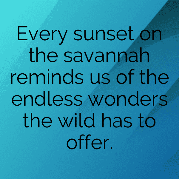 Wildlife Safari Captions Image for Instagram-osx2Ig