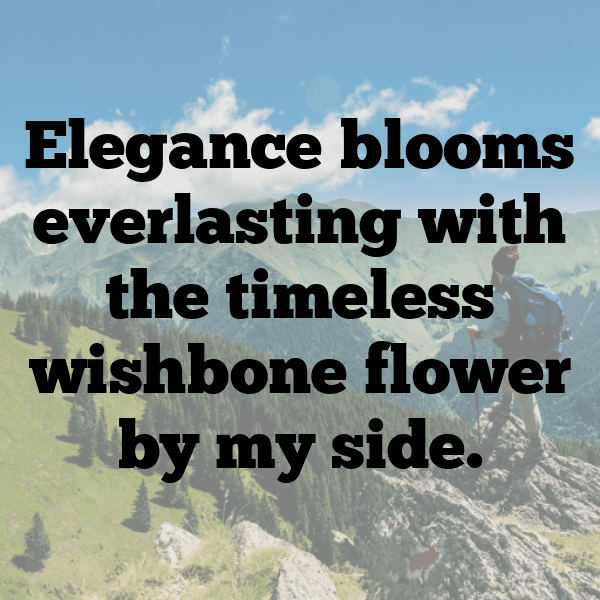 Wishbone Flower Captions Photo For Instagram-Cj42oO