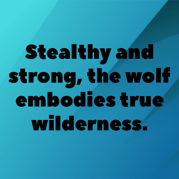 Wolf Captions Image For Instagram-tx6xUL