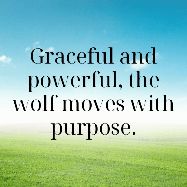 Wolf Captions Photo For Instagram-vBq7eu