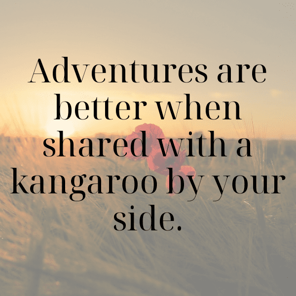 Wombat Captions Image For Instagram-E5Rg01