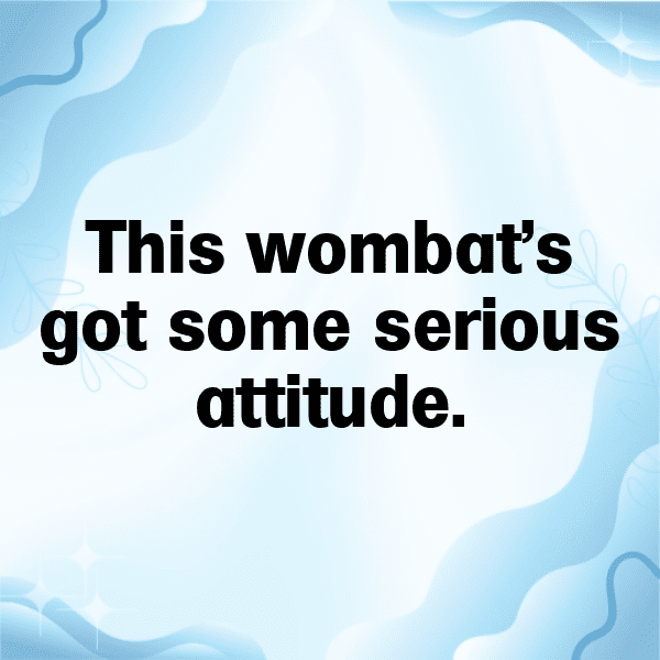 Wombat Captions Photo For Instagram-8DL1Pu