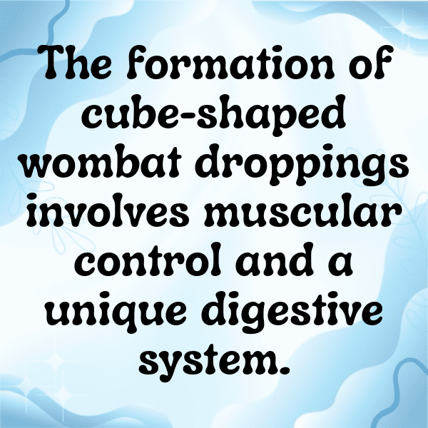 Wombat Captions Photo For Instagram-lvWeBj