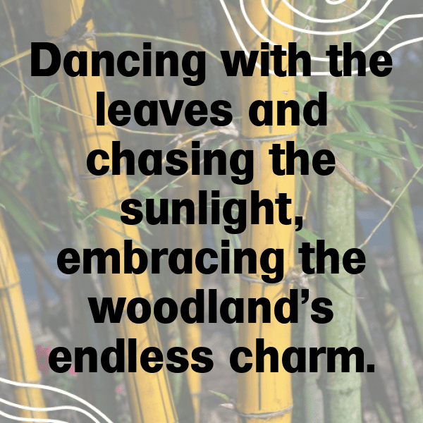 Woodland Adventure Captions Image for Instagram-Dtc8FO