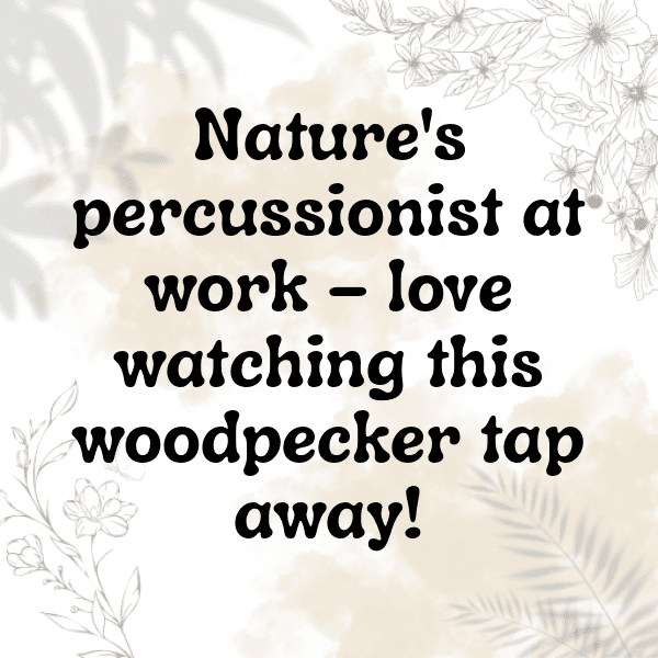 Woodpecker Captions Image For Instagram-Wdm6dF