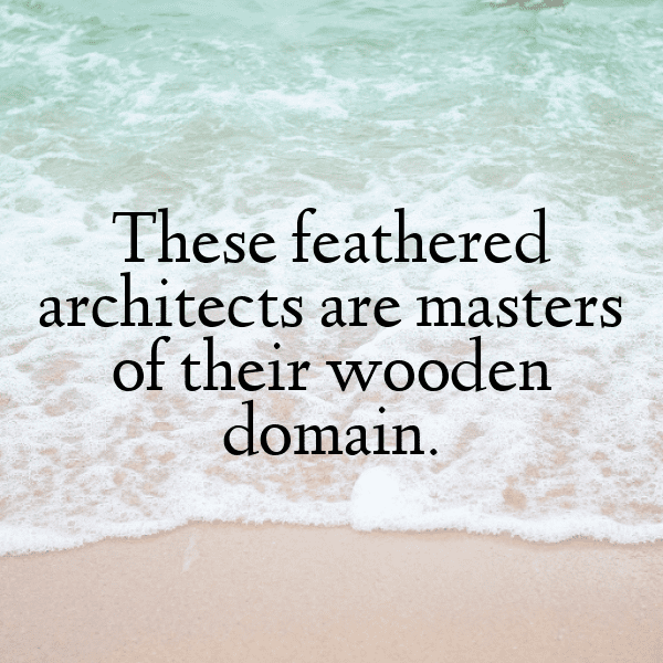 Woodpecker Captions Photo For Instagram-DhyjPz