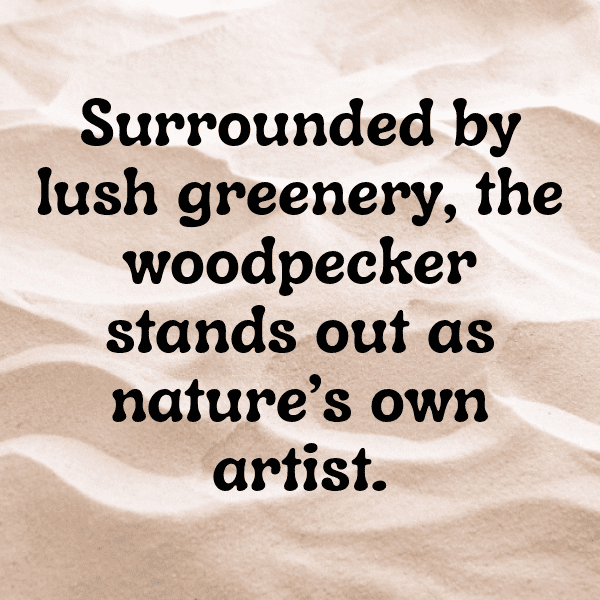Woodpecker Captions Photo For Instagram-kNST8E