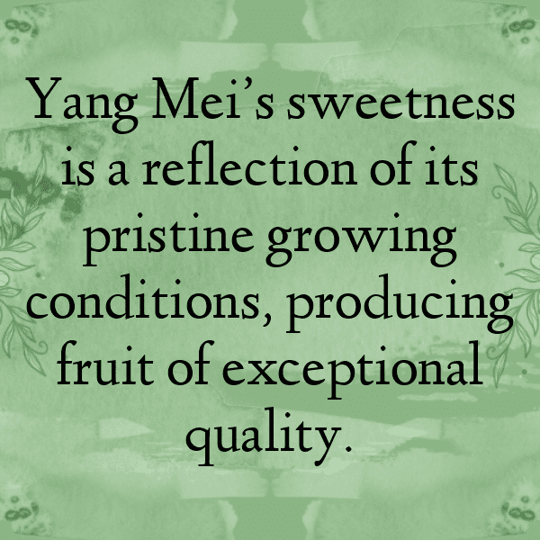 Yangmei Captions Photo For Instagram-ezDUdz