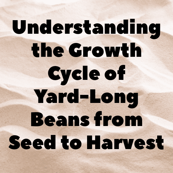 Yardlong Bean Captions Photo For Instagram-aoEUTR