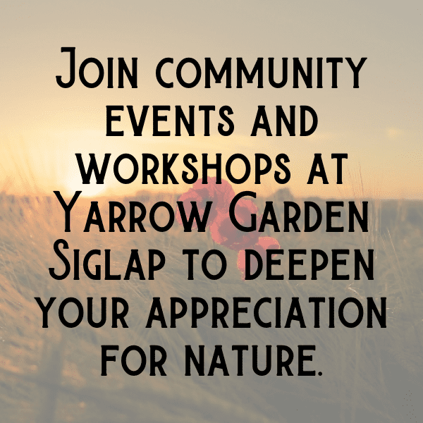 Yarrow Captions Image For Instagram-sw2cOC