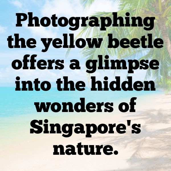 Yellow Beet Captions Photo For Instagram-l17pXh