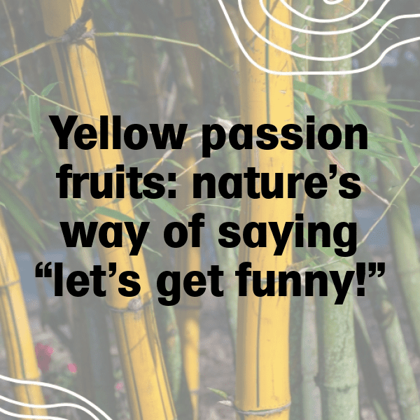 Yellow Passion Fruit Captions Photo For Instagram-jCClMz