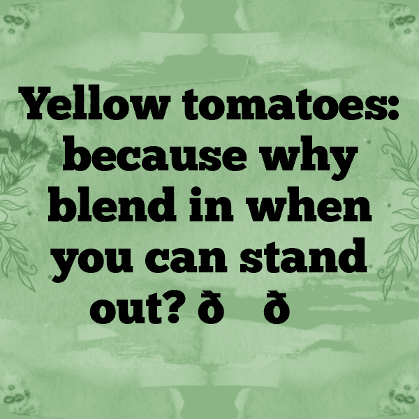 Yellow Tomato Captions Photo For Instagram-aDSohN